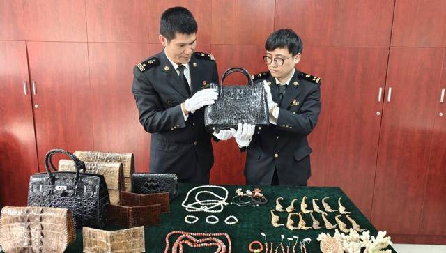 廣州海關(guān)向農(nóng)業(yè)農(nóng)村部移交97.36千克瀕危動(dòng)物制品:廣州絲網(wǎng)制品
